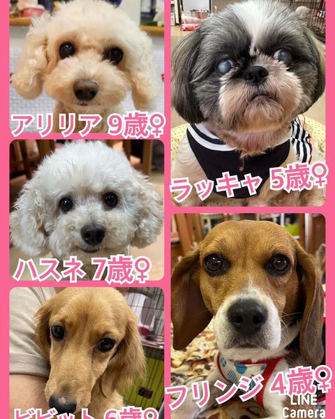 🐾今日の里親様募集中ワンコ🐶メンバーです🐾2023,7,27【保護犬カフェ天神橋店】